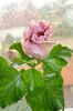 hibiscus Memoris