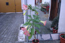 Brugmansia roz