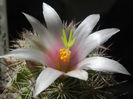 Mammillaria estebanensis