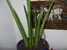 sansevieria cylindrica