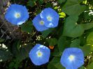 zorele bleu