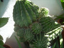 echinopsis