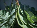 echeveria secunda glauca