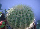 echinocactus grusonii[perna soacrei]