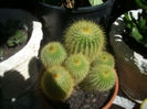 notocactus