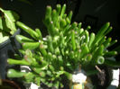 crassula ovata -gollum variegata