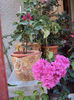 DSC09154