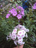 DSC08851
