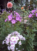DSC08852