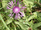 DSCF1187