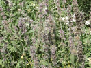 DSCF1186
