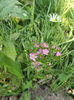 DSCF1244