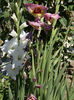DSCN3524