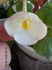 6 august 2013-flori 019