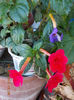 6 august 2013-flori 045