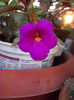 6 august 2013-flori 048