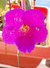 6 august 2013-flori 051