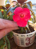 vie en rose