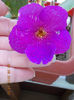 6 august 2013-flori 058