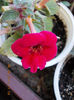 6 august 2013-flori 099