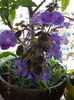 6 august 2013-flori 111