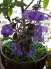 6 august 2013-flori 113