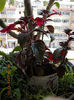6 august 2013-flori 114