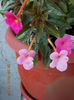 6 august 2013-flori 117