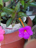 6 august 2013-flori 120