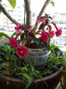 6 august 2013-flori 150