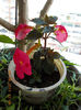6 august 2013-flori 162
