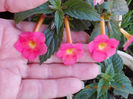 6 august 2013-flori 174