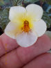 yellow beauty