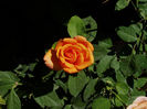 P1010041