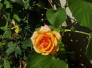 Golden Sutter -catarator