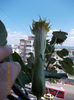 datura galbena balerina tutu