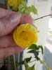 abutilon galben