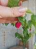 6 august 2013-flori 092