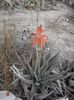 floare de aloe