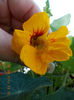 6 august 2013-flori 211