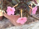 achimenes