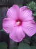 hibiscus moscheutus