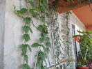 6 august 2013-flori 135