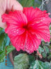 hibi surinam