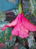 6 august 2013-flori 012