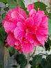 6 august 2013-flori 034