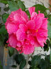 6 august 2013-flori 036