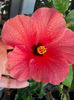 6 august 2013-flori 037