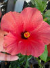 6 august 2013-flori 039