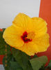 6 august 2013-flori 040